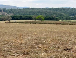 FAZENDA À VENDA EM PEQUI - MG.