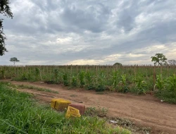 FAZENDA À VENDA EM PEQUI - MG.