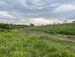 FAZENDA À VENDA EM PEQUI - MG.