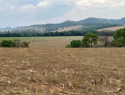 FAZENDA À VENDA EM PEQUI - MG.