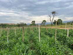 FAZENDA À VENDA EM PEQUI - MG.