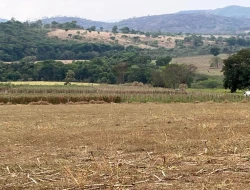 FAZENDA À VENDA EM PEQUI - MG.