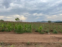 FAZENDA À VENDA EM PEQUI - MG.