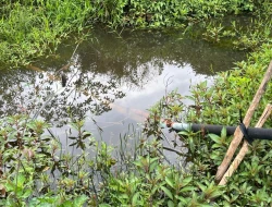 FAZENDA À VENDA EM PEQUI - MG.