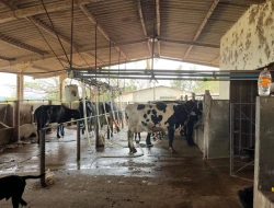 FAZENDA À VENDA EM PEQUI - MG.