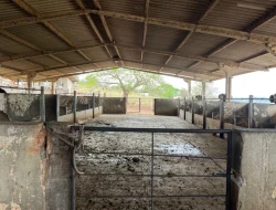 FAZENDA À VENDA EM PEQUI - MG.