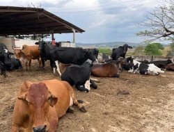 FAZENDA À VENDA EM PEQUI - MG.