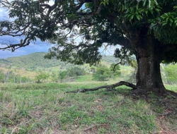 FAZENDA - POVOADO DE  CARNEIROS