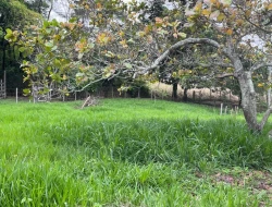 CHÁCARA EM CACHOEIRA DE ALMAS -  FLORESTAL - APENAS 14KM PARÁ DE MINAS.