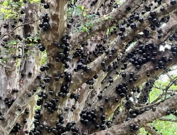 CHÁCARA EM CACHOEIRA DE ALMAS -  FLORESTAL - APENAS 14KM PARÁ DE MINAS.