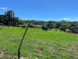 FAZENDA À VENDA - 26 HECTARES  ( ZONA DE EXPANSÃO URBANA ) PARÁ DE MINAS