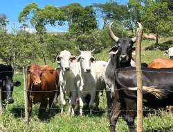 FAZENDA À VENDA - 26 HECTARES  ( ZONA DE EXPANSÃO URBANA ) PARÁ DE MINAS