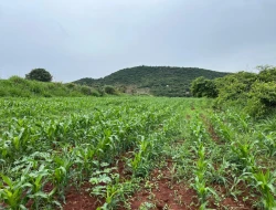 FAZENDA À VENDA – PARÁ DE MINAS / ONÇA DO PITANGUI - MG
