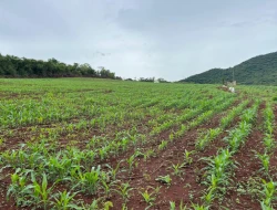 FAZENDA À VENDA – PARÁ DE MINAS / ONÇA DO PITANGUI - MG