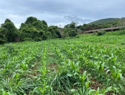 FAZENDA À VENDA – PARÁ DE MINAS / ONÇA DO PITANGUI - MG