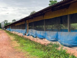 FAZENDA À VENDA – PARÁ DE MINAS / ONÇA DO PITANGUI - MG