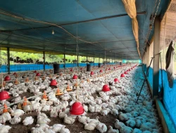 FAZENDA À VENDA – PARÁ DE MINAS / ONÇA DO PITANGUI - MG