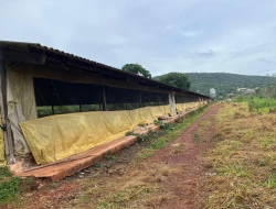 FAZENDA À VENDA – PARÁ DE MINAS / ONÇA DO PITANGUI - MG