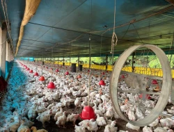 FAZENDA À VENDA – PARÁ DE MINAS / ONÇA DO PITANGUI - MG