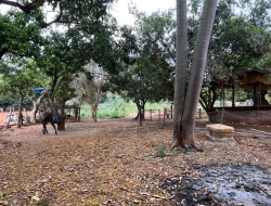 CHÁCARA À VENDA - BOM JESUS DO PARÁ (PARÁ DE MINAS– MG)