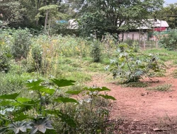 CHÁCARA À VENDA - BOM JESUS DO PARÁ (PARÁ DE MINAS– MG)