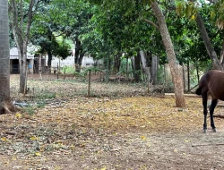 CHÁCARA À VENDA - BOM JESUS DO PARÁ (PARÁ DE MINAS– MG)