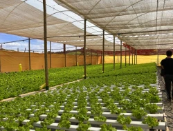 SÍTIO À VENDA – 20.000 m²