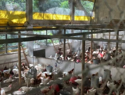 SÍTIO À VENDA – 20.000 m²