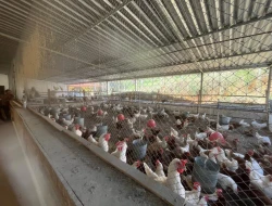 SÍTIO À VENDA – 20.000 m²