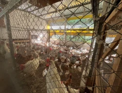 SÍTIO À VENDA – 20.000 m²