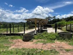 FAZENDA EM LIMAS DO PARÁ - PARÁ DE MINAS - MG