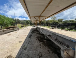 FAZENDA EM LIMAS DO PARÁ - PARÁ DE MINAS - MG