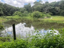 FAZENDA EM LIMAS DO PARÁ - PARÁ DE MINAS - MG