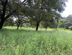 FAZENDA EM LIMAS DO PARÁ - PARÁ DE MINAS - MG