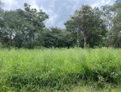 FAZENDA EM LIMAS DO PARÁ - PARÁ DE MINAS - MG