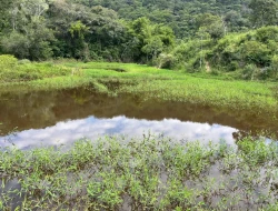 FAZENDA À VENDA – IGARATINGA/MG