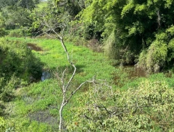 FAZENDA À VENDA – IGARATINGA/MG