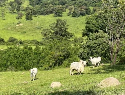 FAZENDA À VENDA – IGARATINGA/MG