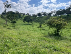 FAZENDA À VENDA – IGARATINGA/MG