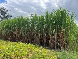 SÍTIO À VENDA PAIVAS - PARÁ DE MINAS - MG