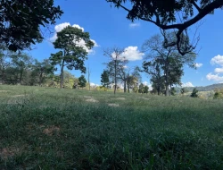 SÍTIO À VENDA EM CACHOERIA DE ALMA - FLORESTAL - MG