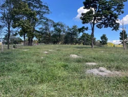 SÍTIO À VENDA EM CACHOERIA DE ALMA - FLORESTAL - MG