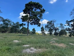 SÍTIO À VENDA EM CACHOERIA DE ALMA - FLORESTAL - MG