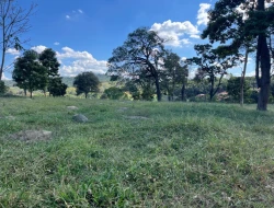 SÍTIO À VENDA EM CACHOERIA DE ALMA - FLORESTAL - MG
