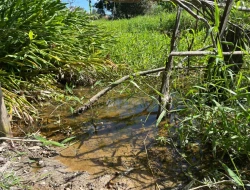 SÍTIO À VENDA EM CACHOERIA DE ALMA - FLORESTAL - MG