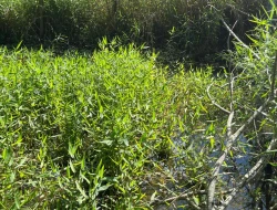 SÍTIO À VENDA EM CACHOERIA DE ALMA - FLORESTAL - MG