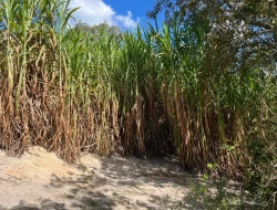 SÍTIO À VENDA EM CACHOERIA DE ALMA - FLORESTAL - MG