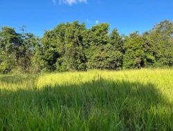 CHÁCARA À VENDA - 11000 M²  EM PARAÍSO - PARÁ DE MINAS - MG - PRÓXIMO AOS PENHAS