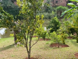 SÍTIO A VENDA - CAPOEIRA GRANDE - ONÇA DO PITANGUI - MG