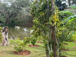 SÍTIO A VENDA - CAPOEIRA GRANDE - ONÇA DO PITANGUI - MG